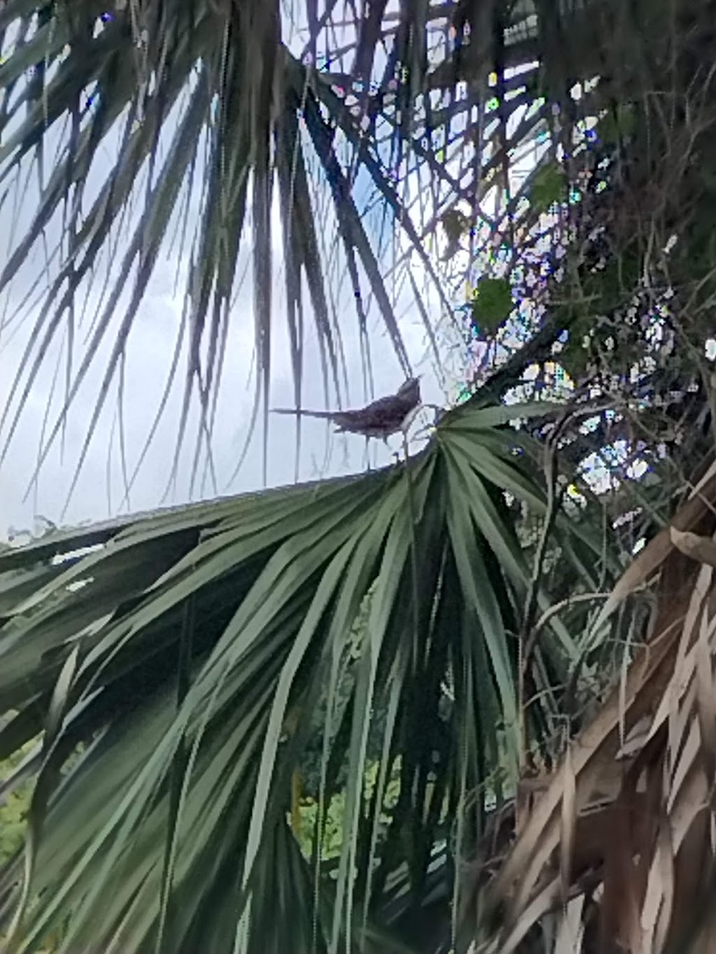 Blue Heron Nature Park | 1841 Springwood Ln, Deltona, FL 32725, USA | Phone: (386) 878-8900