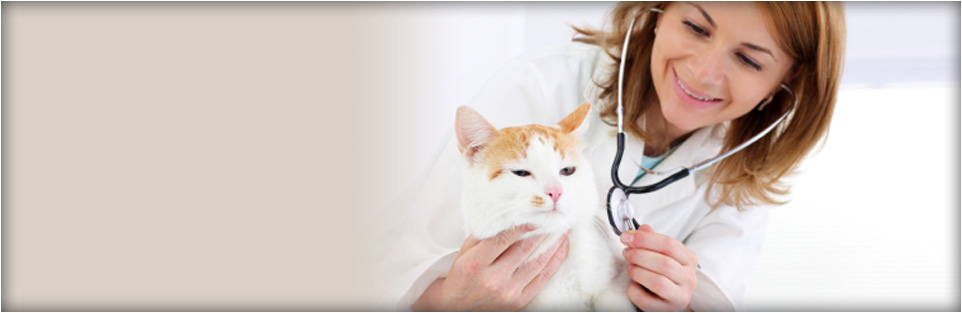 Almaden Animal Clinic | 6055 Meridian Ave, San Jose, CA 95120, USA | Phone: (408) 927-8387