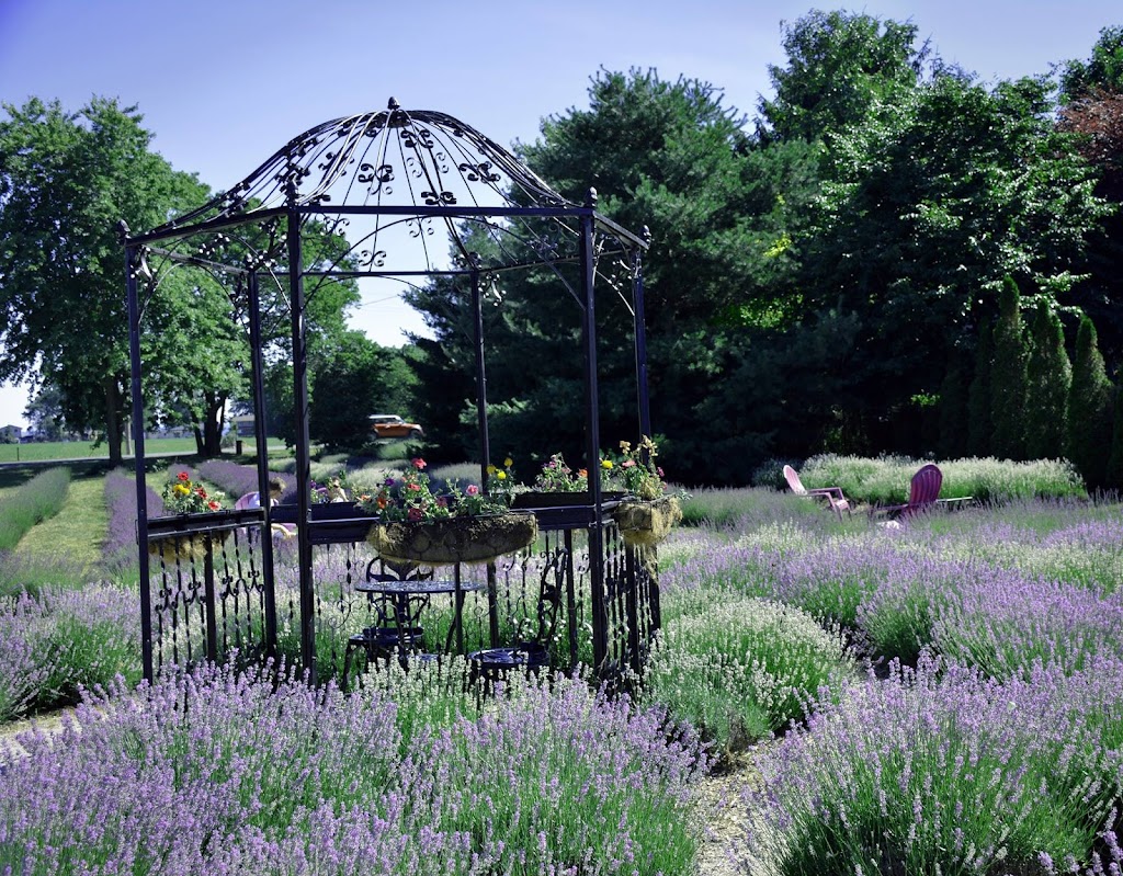 Serenity Lavender Farm Inc | 130 County Rd 50 E, Essex, ON N0R 1G0, Canada | Phone: (519) 738-6111