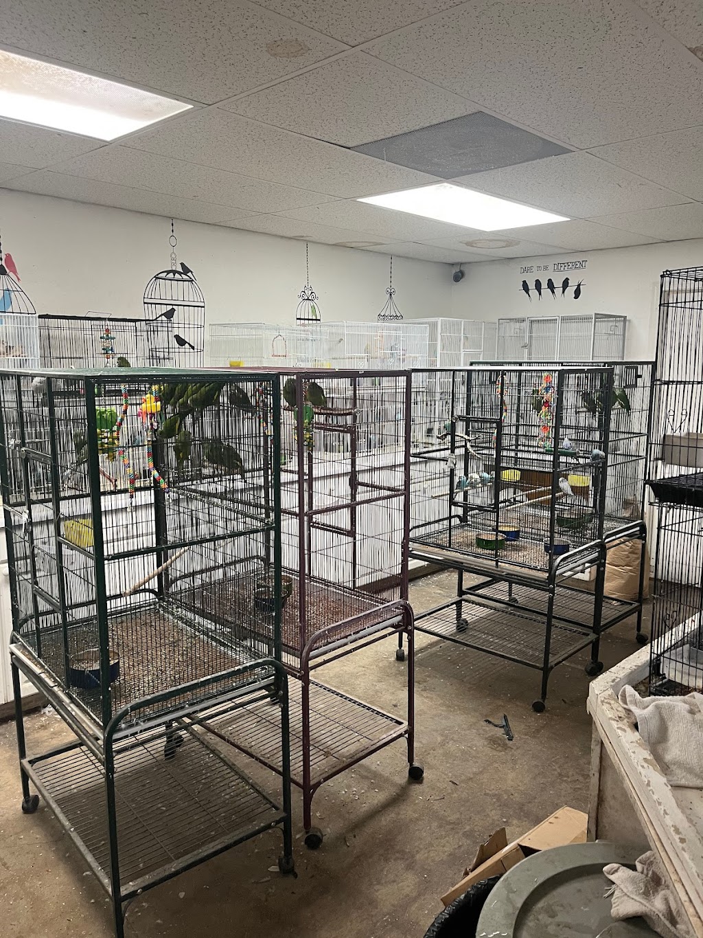 Canoga Discount Birds | 21731 Sherman Way, Canoga Park, CA 91303, USA | Phone: (818) 883-3007