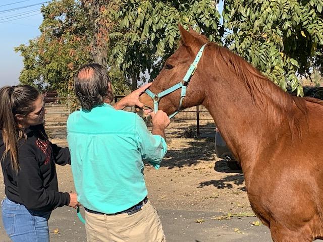 Los Caballos Equine Practice | 24806 N Kennefick Rd, Galt, CA 95632, USA | Phone: (209) 334-1660