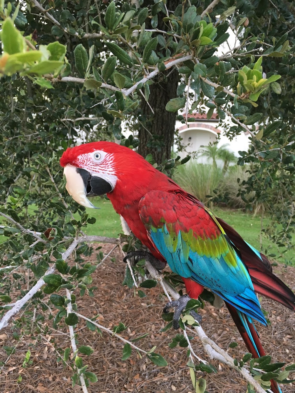 Avian & Exotic Animal Medical Consulting | 6380 S Dixie Hwy, Miami, FL 33143, USA | Phone: (305) 234-2473