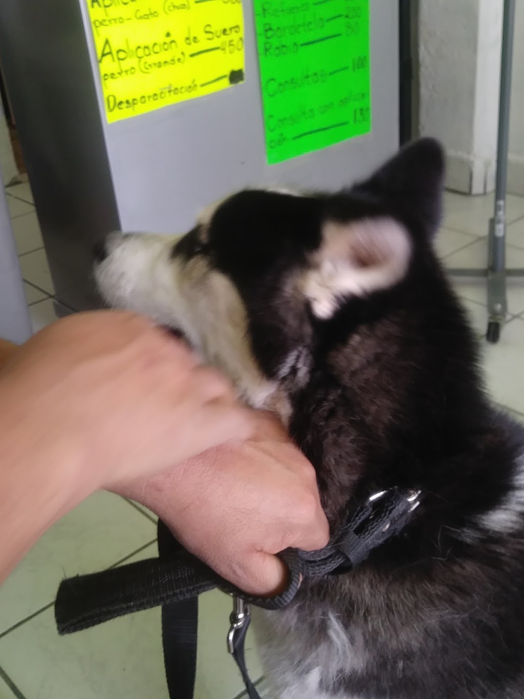 Veterinaria La Morita | Guerrero Negro L, El Encino, Tijuana, B.C., Mexico | Phone: 664 610 0809