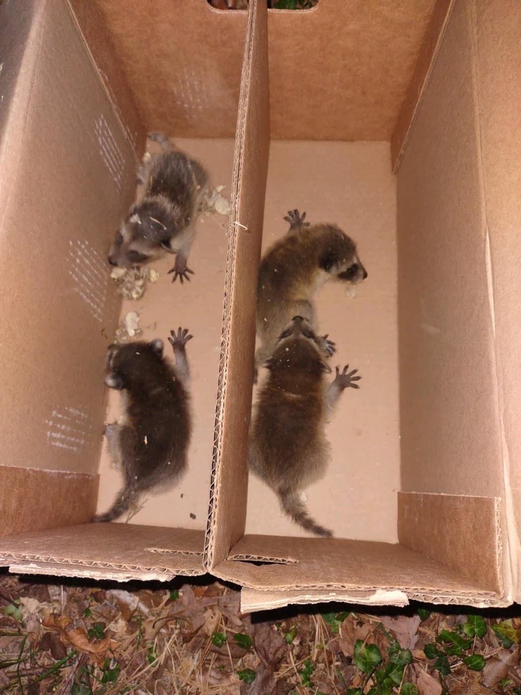 Conscious Critter Removal | 113 Cloverdale Ln, Williamstown, NJ 08094, USA | Phone: (609) 501-5613