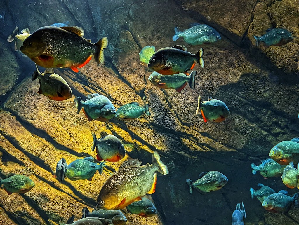 Georgia Aquarium | 225 Baker St NW, Atlanta, GA 30313, USA | Phone: (404) 581-4000