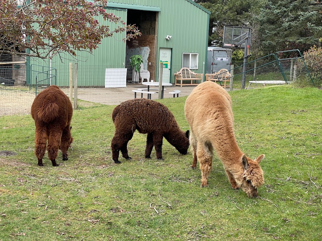 Alpacas of Oregon | 21345 SW Aebischer Rd, Sherwood, OR 97140, USA | Phone: (503) 348-6958