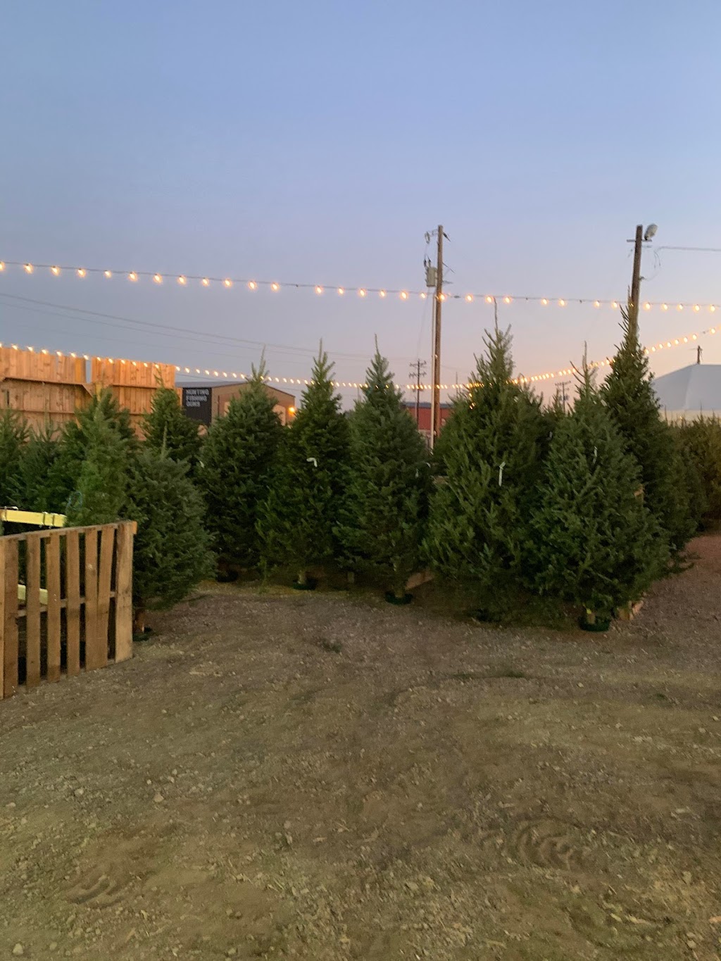 Ross Family Christmas Trees | 7126 S Farm to Market 548, Royse City, TX 75189, USA | Phone: (214) 502-3674