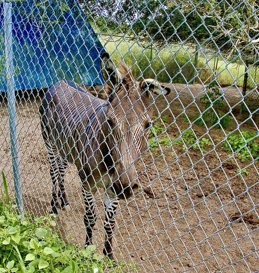 Boyetts Grove & Citrus Attraction | 4355 Spring Lake Hwy, Brooksville, FL 34601, USA | Phone: (352) 796-2289