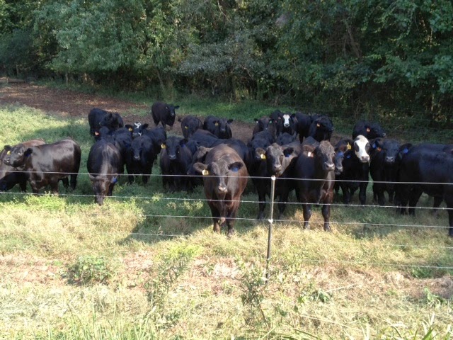 Mills Family Farm | 284 Barfield Rd, Mooresville, NC 28115, USA | Phone: (704) 960-2994