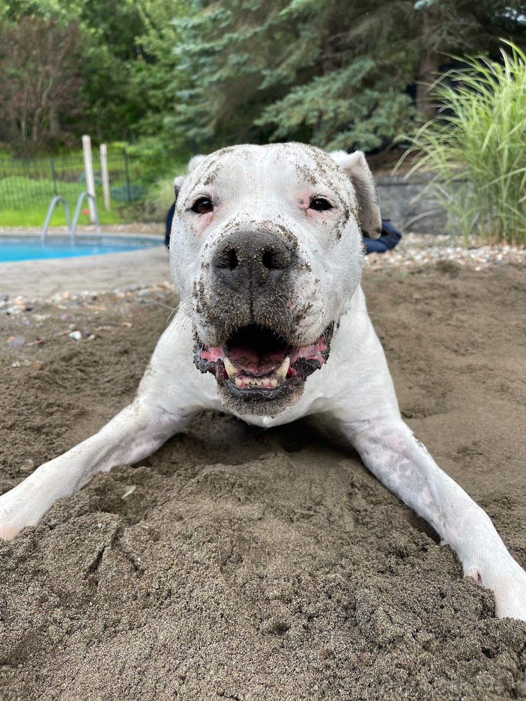 Upstate Canine Academy - Dog Training Facility | 24 Corporate Dr, Clifton Park, NY 12065, USA | Phone: (518) 952-7873