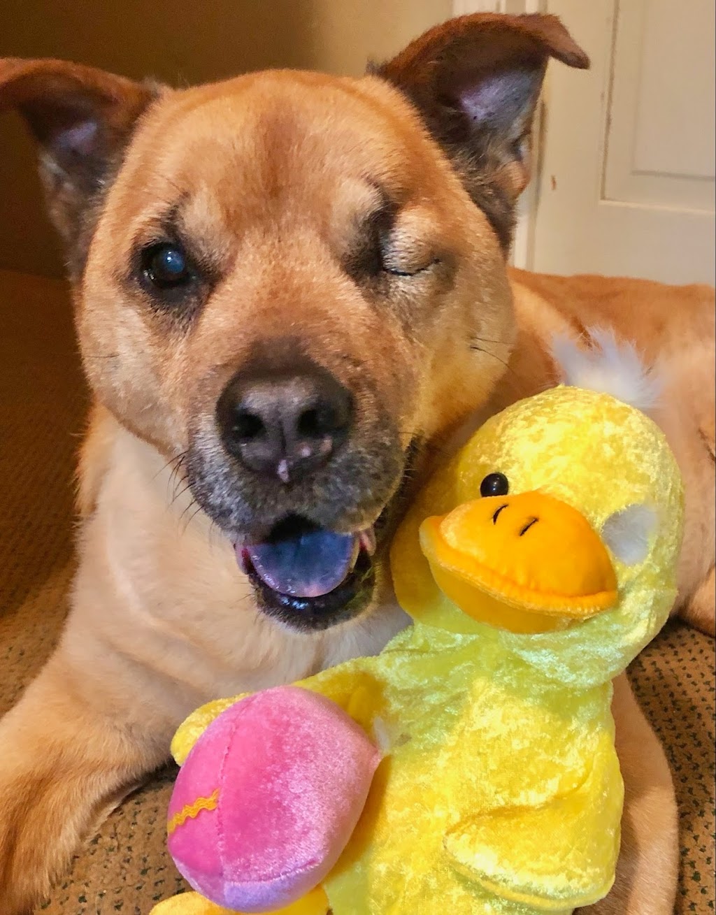 Eye Care for Animals - Akron | 809 White Pond Dr D, Akron, OH 44320, USA | Phone: (330) 670-1300
