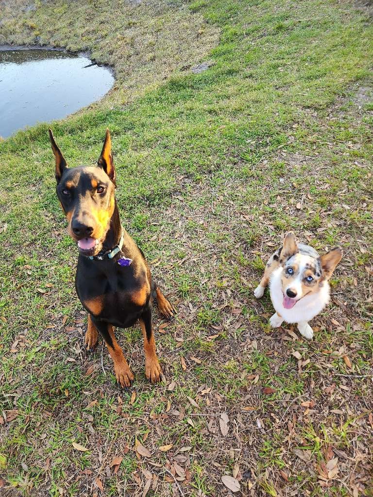 Around the Ranch Pet Club | 5019 Sunnyside Ln, Bradenton, FL 34211, USA | Phone: (941) 677-0210