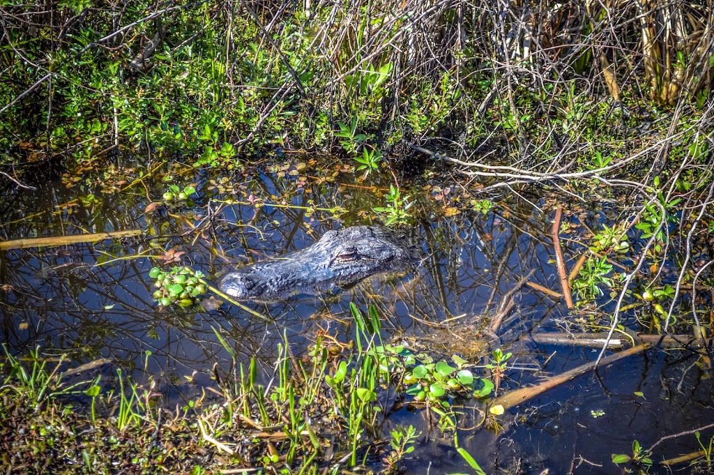 Marsh Landing Adventures / Orlando Airboat Tours | 2830 Neptune Rd, Kissimmee, FL 34744, USA | Phone: (407) 572-3561