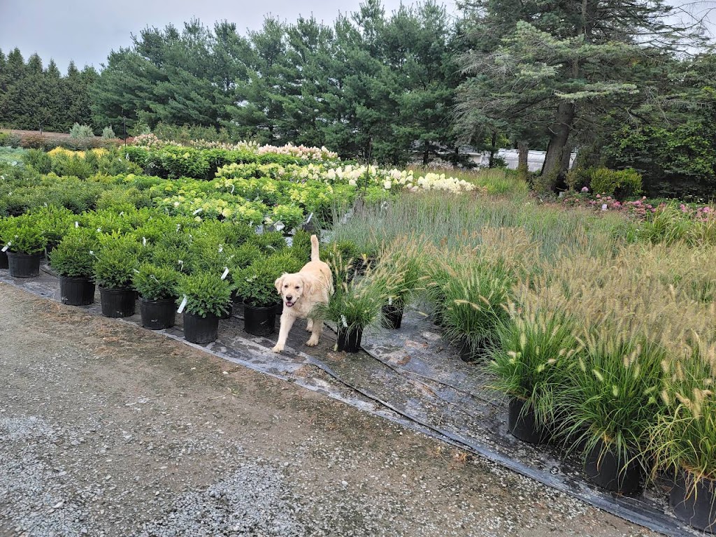 Maple Lane Nursery | 3025 US-9, Valatie, NY 12184, USA | Phone: (518) 758-7677