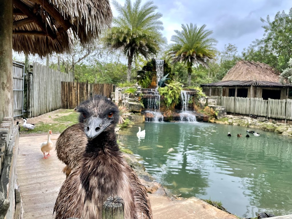 Everglades Alligator Farm | 40351 SW 192nd Ave, Homestead, FL 33034, USA | Phone: (305) 247-2628