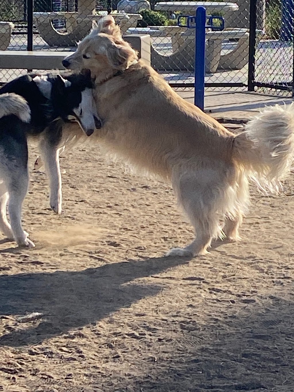 Poinsettia Dog Park | 6600 Hidden Valley Rd, Carlsbad, CA 92011, USA | Phone: (442) 339-2680