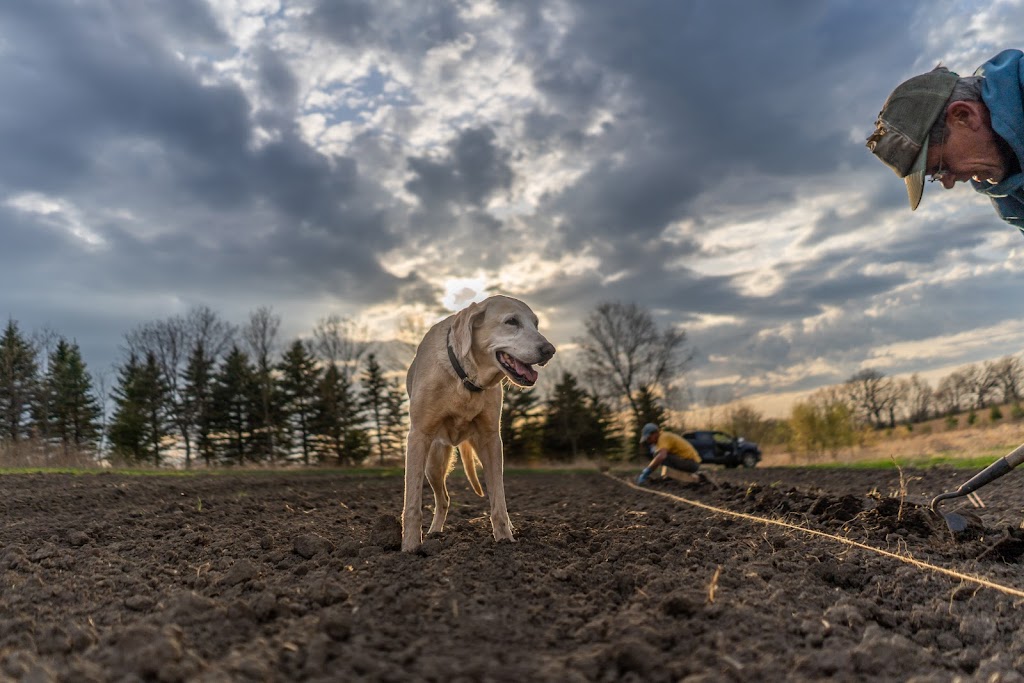 Gysland Brothers Farm | 486 220th St W, Jordan, MN 55352, USA | Phone: (952) 913-5553