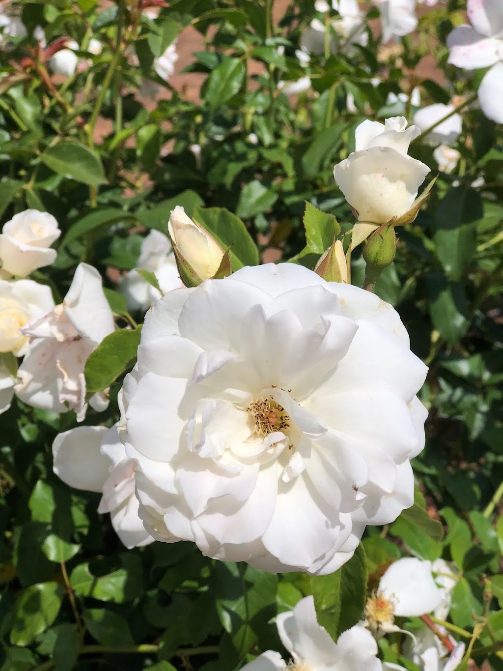 Rosary Garden | 3323 CA-67, Ramona, CA 92065, USA | Phone: (760) 533-5360
