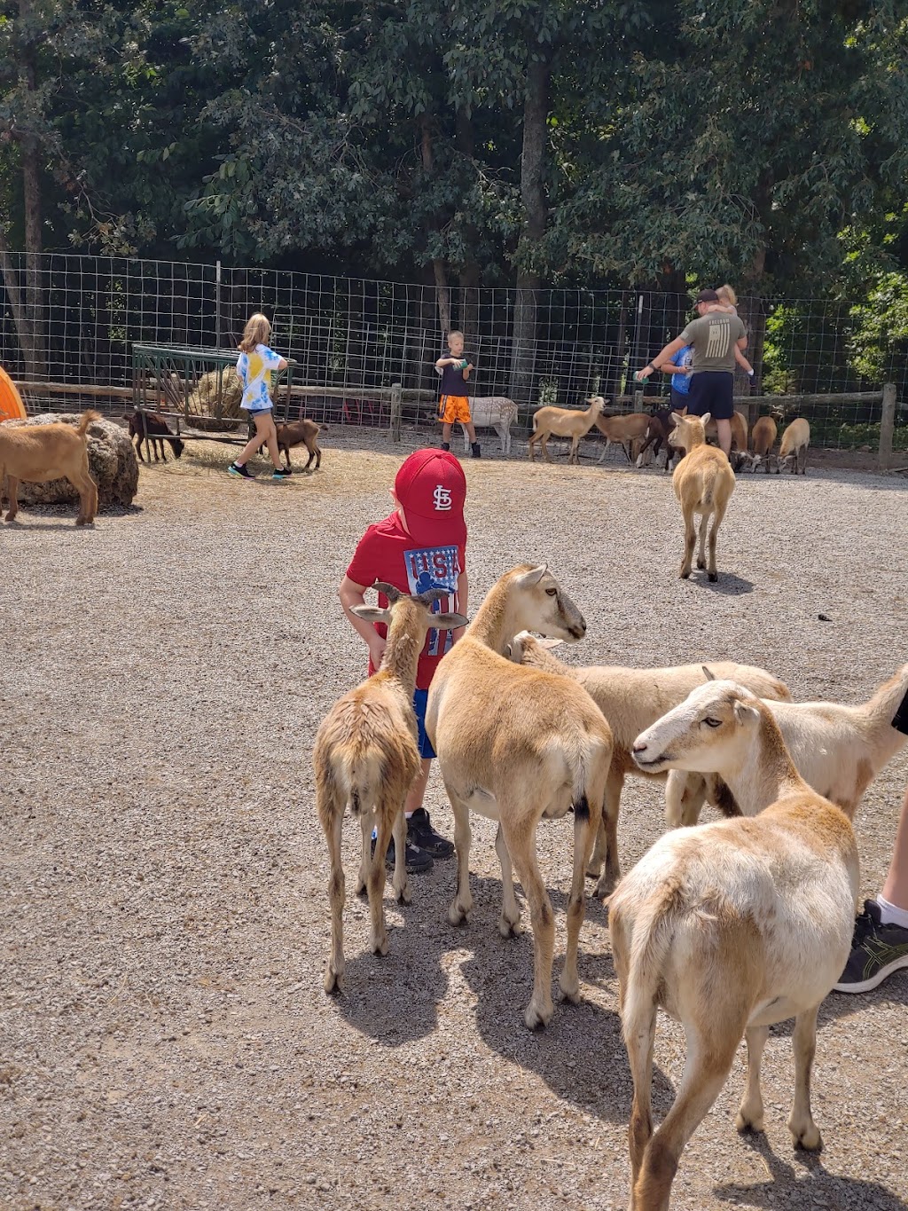 Critter Lane Petting Zoo | 9100 Critter Ln, Valles Mines, MO 63087, USA | Phone: (573) 358-8995