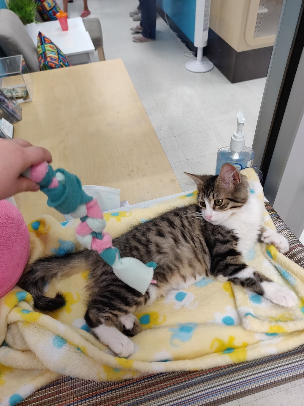 Petco | 160 E El Camino Real, Sunnyvale, CA 94087, USA | Phone: (408) 774-0171