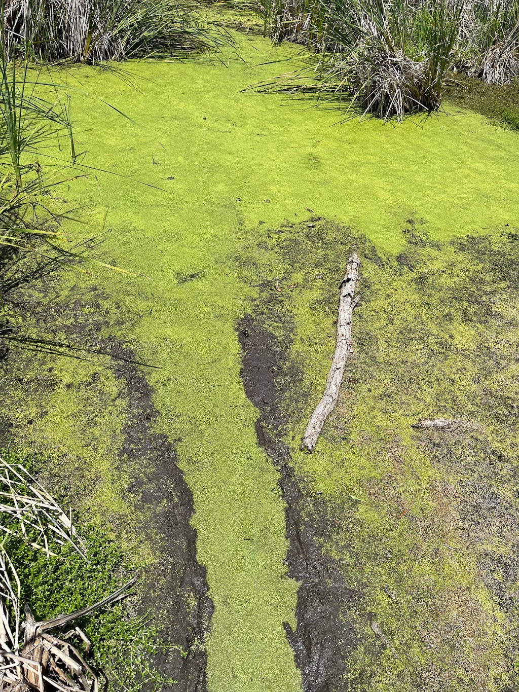 The Claude F. Lard Visitor Center | 1 Wildlife Circle, Austwell, TX 77950, USA | Phone: (361) 349-1181