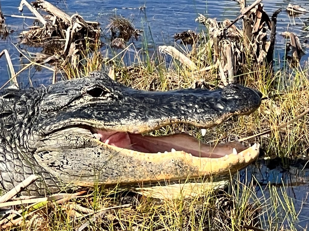 Cypress Outdoor Adventures Airboat Tours | N US Highway 27 Mile marker 38, 3, Tamarac, FL 33321, USA | Phone: (954) 260-1096