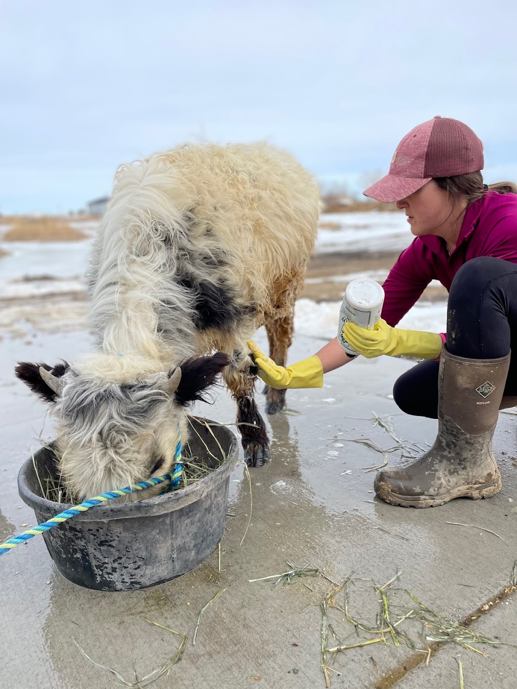 Lil Buckaroos Petting Zoo | 4738 Co Rd 5, Erie, CO 80516, USA | Phone: (303) 870-5106