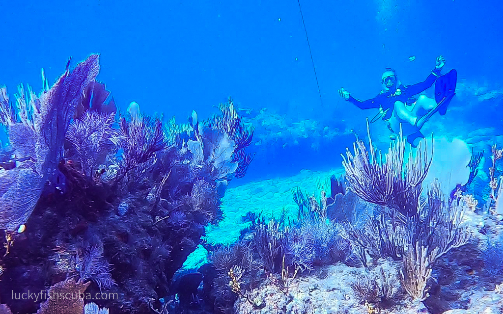 Lucky Fish Scuba | 21 Garden Cove Dr, Key Largo, FL 33037, USA | Phone: (305) 766-2166