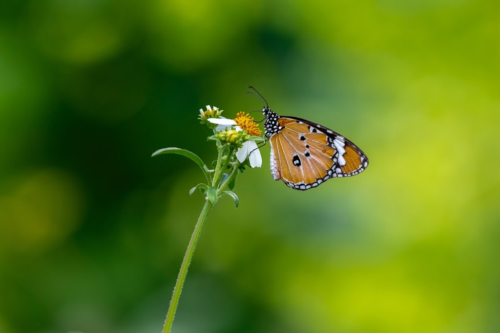 Reflection Park | Green Burial Ground | 16621 New Hampshire Ave, Silver Spring, MD 20905, USA | Phone: (443) 840-6775