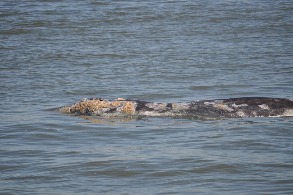 San Francisco Whale Tours | Pier 39, San Francisco, CA 94133, USA | Phone: (415) 706-7364