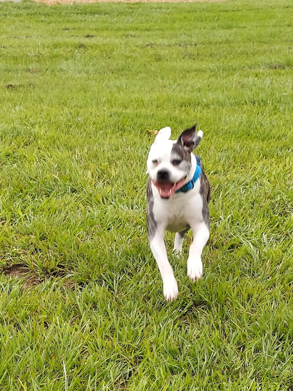 Logan Gate Dog Park | 7374 Monterey Blvd, Tampa, FL 33610, USA | Phone: (813) 744-5595