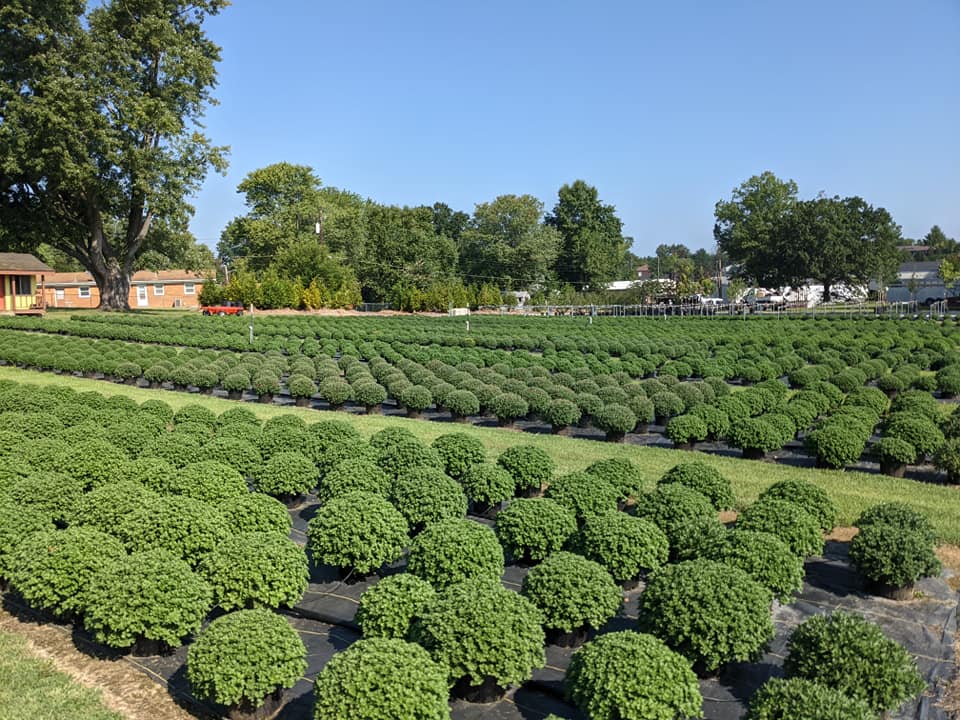 Grant Line Garden Center & Nursery | 2223 Grant Line Rd, New Albany, IN 47150, USA | Phone: (812) 945-5676