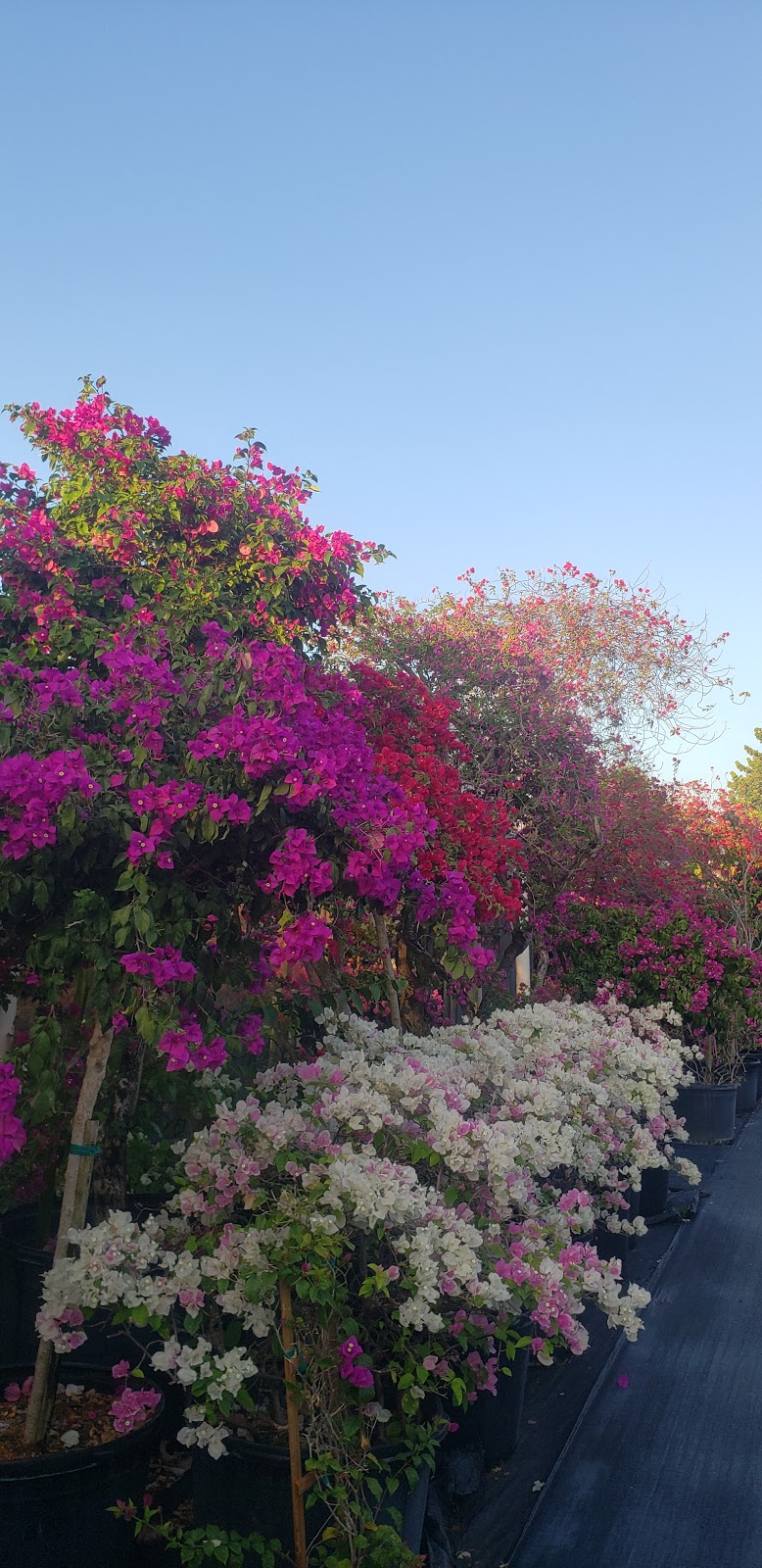 Bougainvilleas.com Inc | 11951 SW 51st St, Miami, FL 33175, USA | Phone: (305) 553-4804