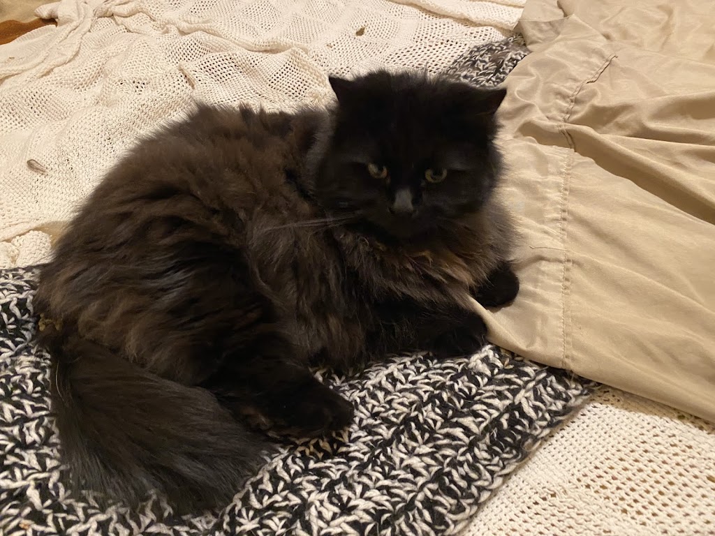 Gregs Grooming | 306 Delaware Ave, Albany, NY 12209, USA | Phone: (518) 463-3701