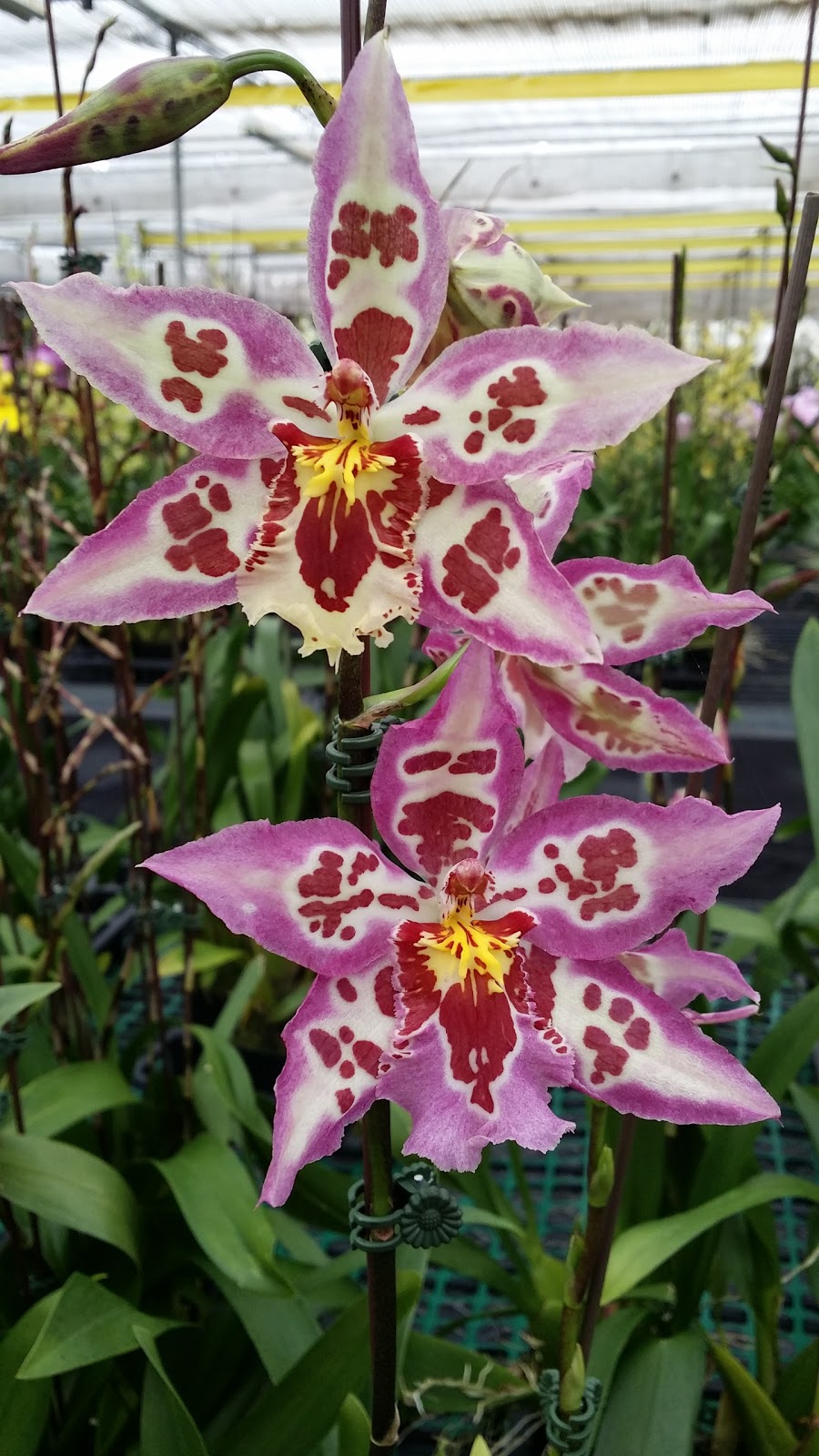 Ontario Orchids Inc | 703 Pomelo Dr, Vista, CA 92081, USA | Phone: (760) 631-0098