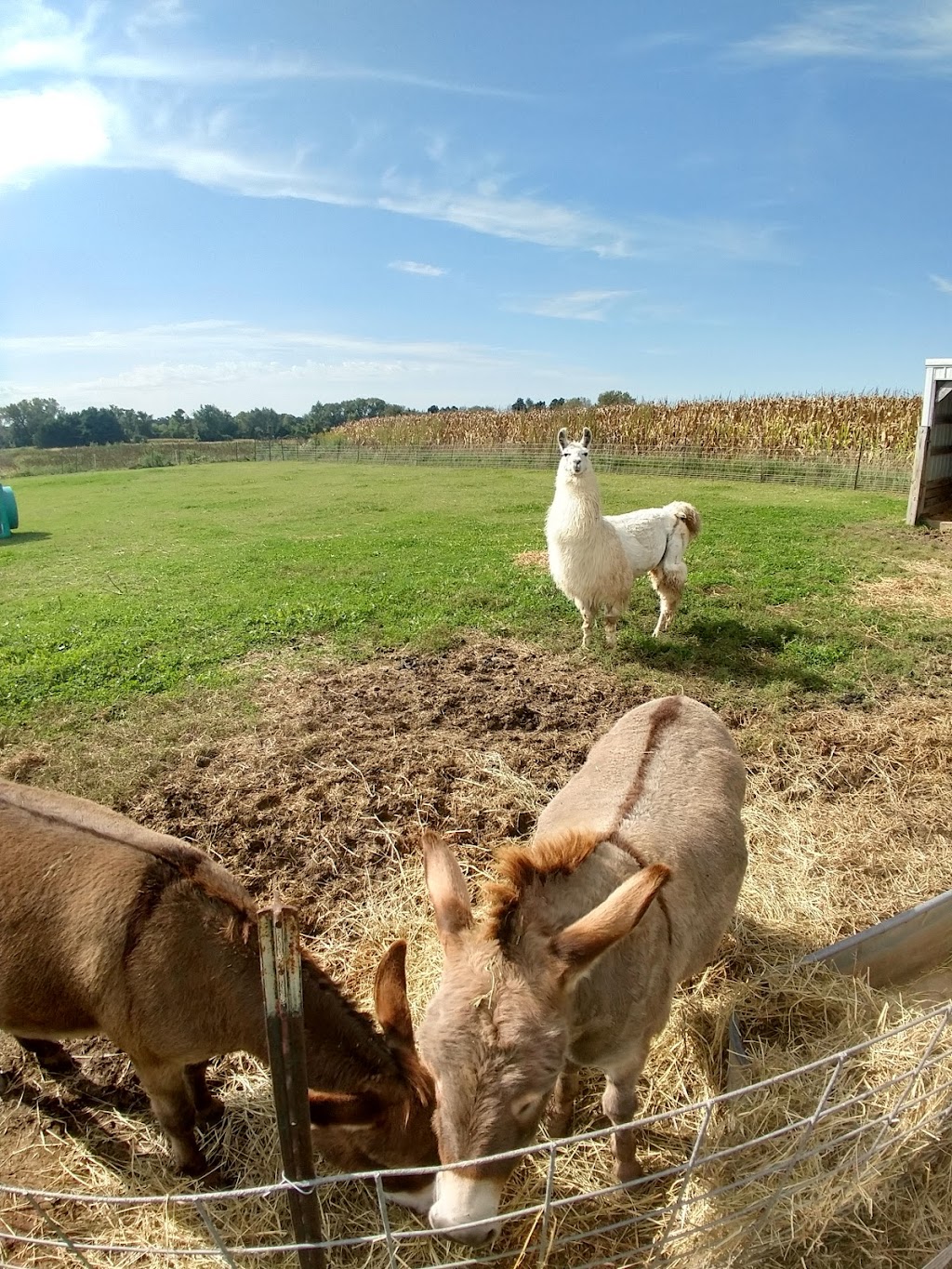 Hermanson Pumpkin Patch | 127 County Hwy N, Edgerton, WI 53534, USA | Phone: (608) 751-9334