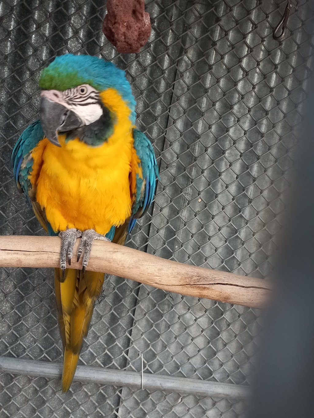 Arizona Parrots | 10505 E Escalante Rd, Tucson, AZ 85730 | Phone: (520) 298-0379