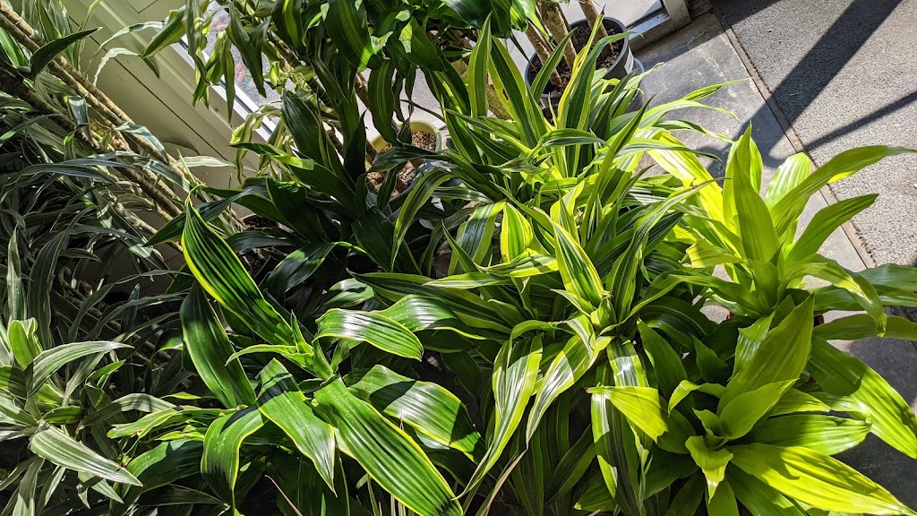 Exotic Plants Ltd | 1525 Fulton Ave, Sacramento, CA 95825 | Phone: (916) 922-4769