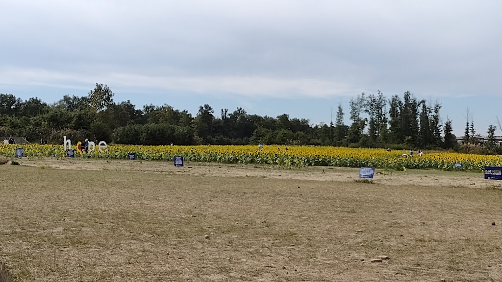 Prayers From Maria Sunflower Field in Avon | Jaycox Rd, Avon, OH 44011, USA | Phone: (216) 727-3511