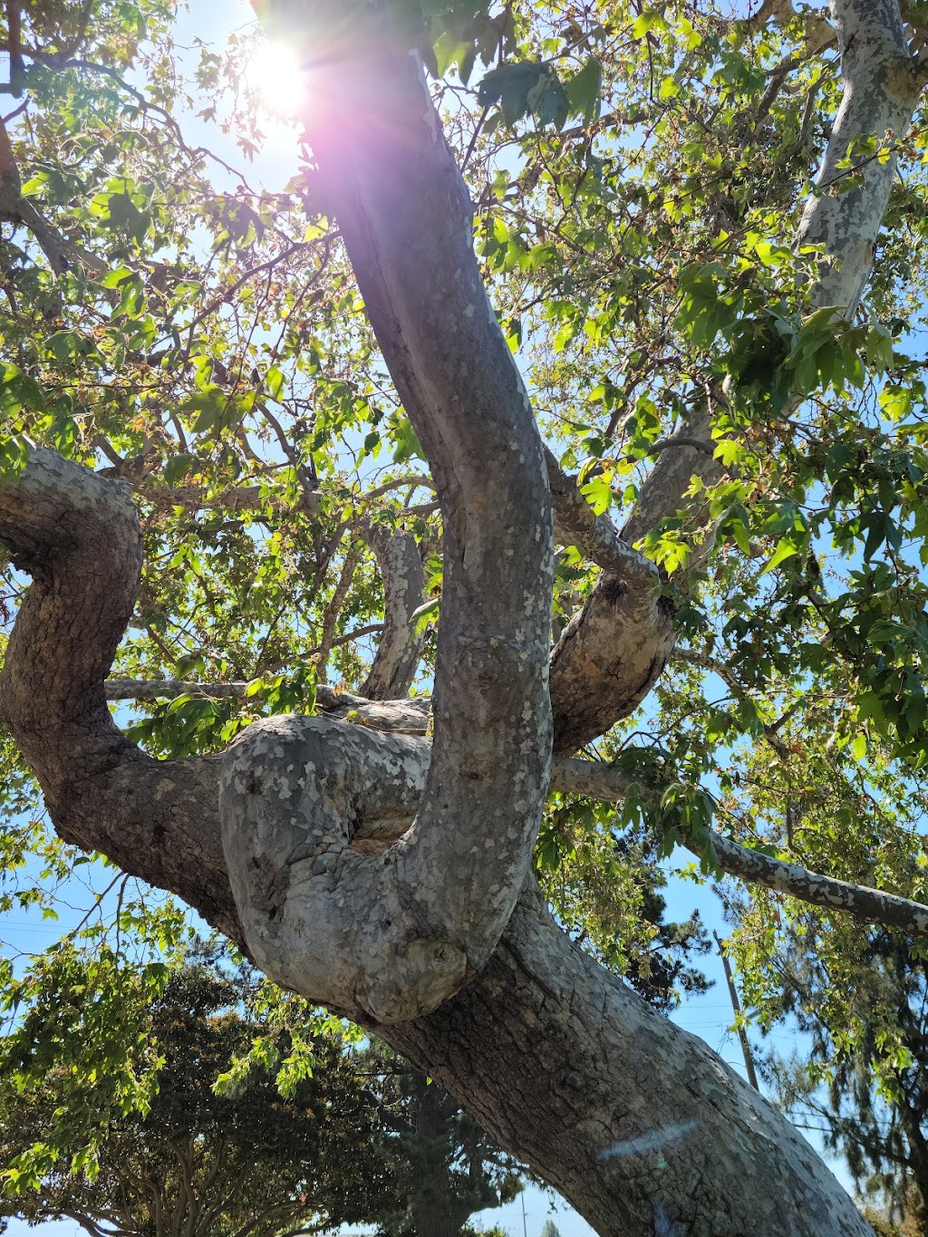 Halcyon Park | 1245 147th Ave, San Leandro, CA 94578, USA | Phone: (510) 577-3462