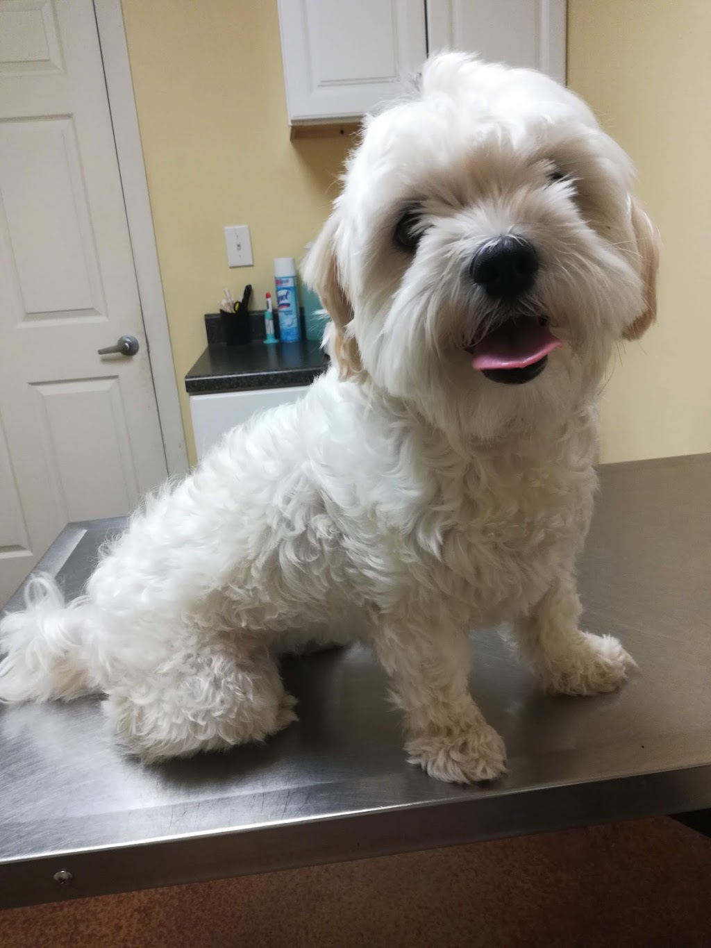 Hubert Veterinary Hospital | 2103 E Caesar Ave, Kingsville, TX 78363, USA | Phone: (361) 592-7654