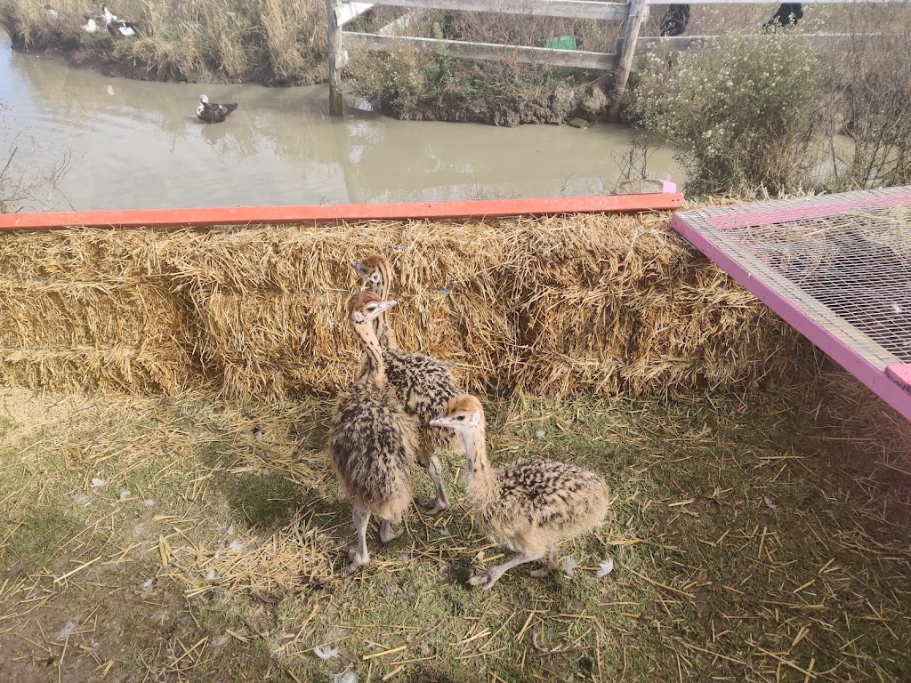 Ostrich Land Ontario | 8299 Concession 2 Rd, Caistor Centre, ON L0R 1E0, Canada | Phone: (647) 988-0841