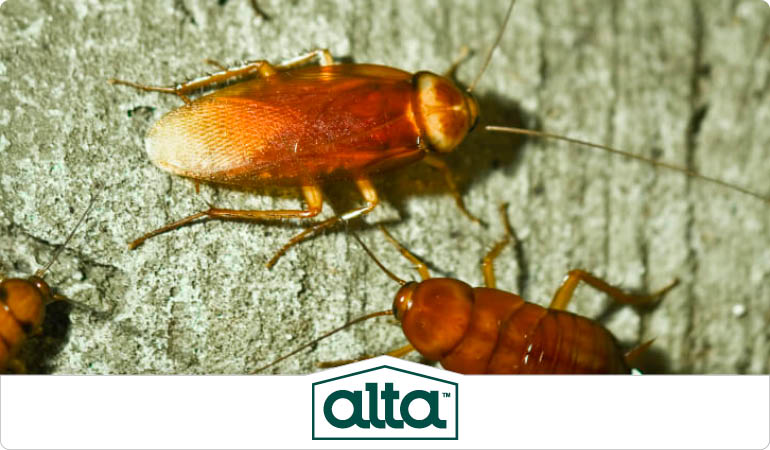 Alta Pest Control | 101 Sherlake Ln #104, Knoxville, TN 37922, United States | Phone: (866) 201-7787