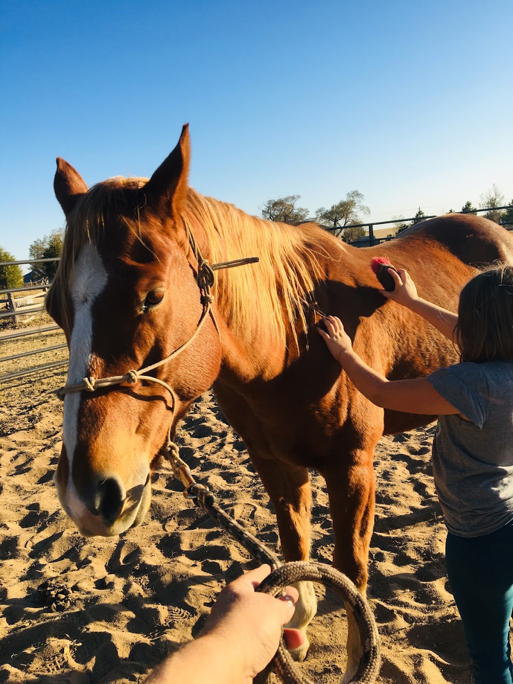 Back In The Saddle Ranch | by appointment only Please, 20370 Drennan Rd, Colorado Springs, CO 80928, USA | Phone: (719) 822-1495