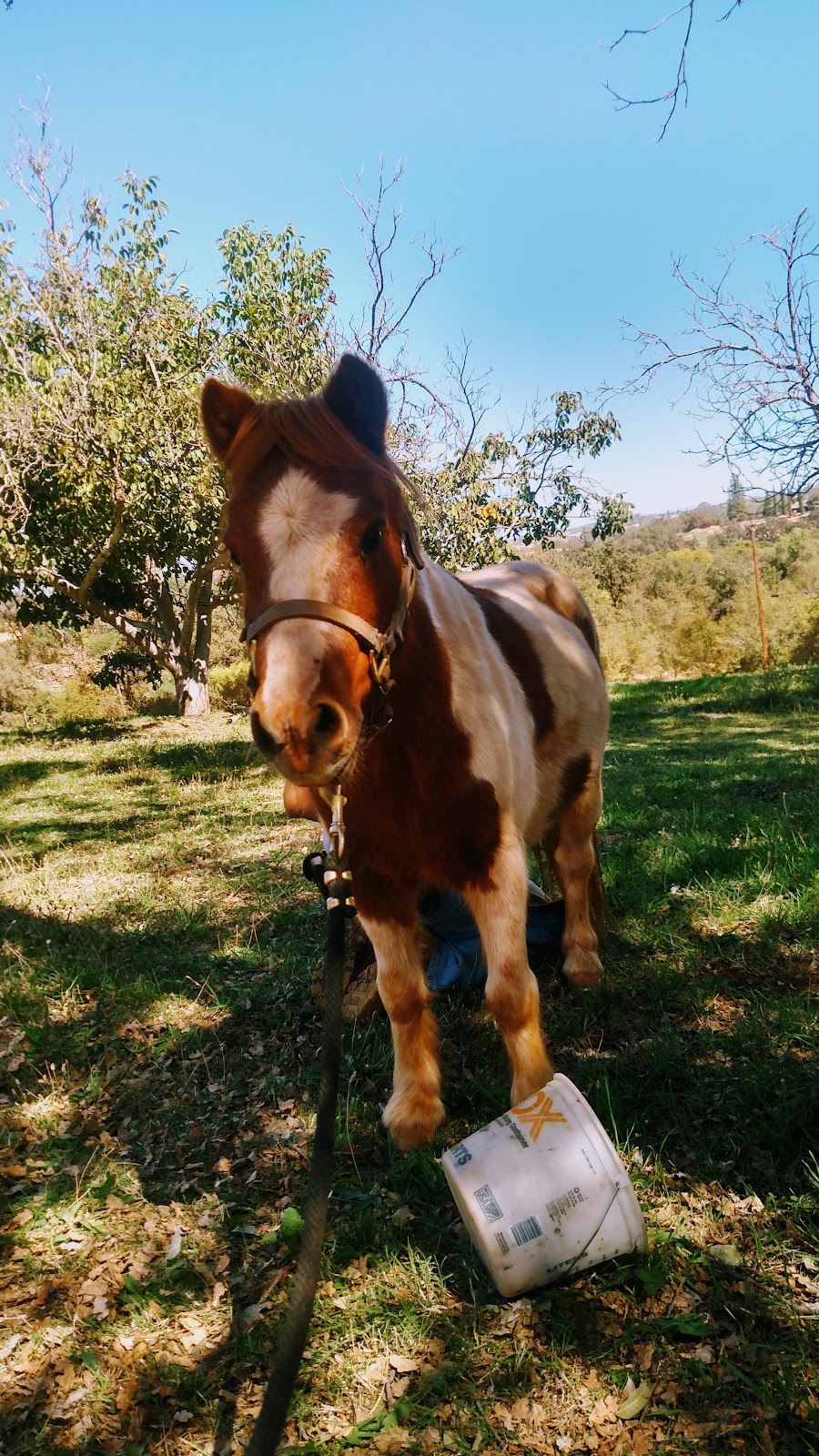 Funny Farm Petting Zoo | 15162 Ponderosa Ln, Auburn, CA 95603, USA | Phone: (916) 407-9867