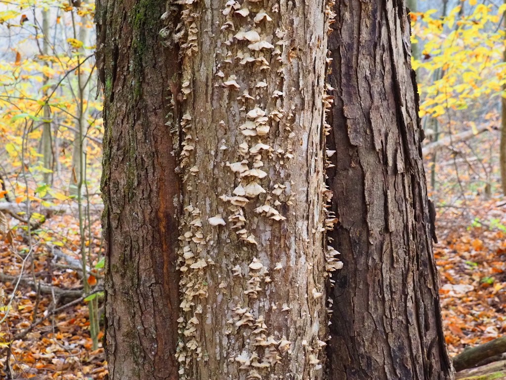 Eagle Creek Nature Preserve | 11027 Hopkins Rd, Garrettsville, OH 44231, USA | Phone: (330) 527-5118