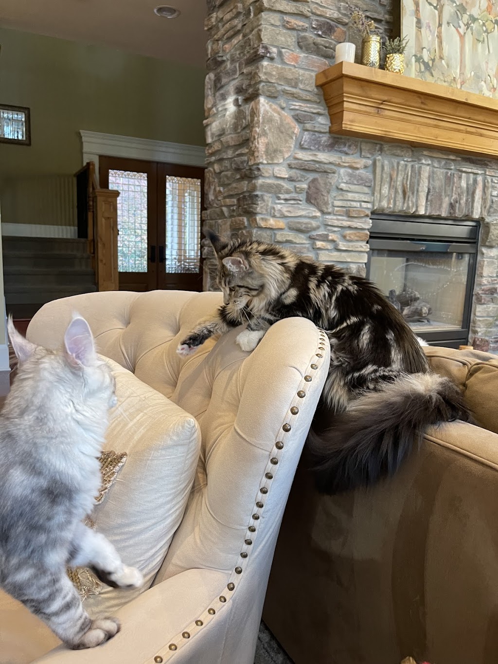 Nordic Coon Maine Coon Cattery | 14320 186th Pl NE, Woodinville, WA 98072, USA | Phone: (425) 260-4287