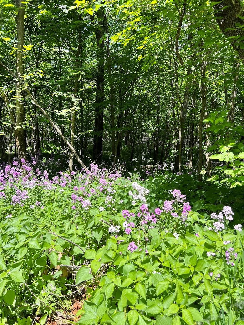 Cowling Arboretum | MN-19, Northfield, MN 55057, USA | Phone: (507) 222-4543