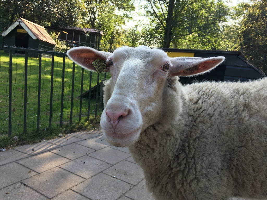 Kinderboerderij De Buiktuin | Noordhollandschkanaaldijk 19, 1034 ZL Amsterdam, Netherlands | Phone: 020 631 4376