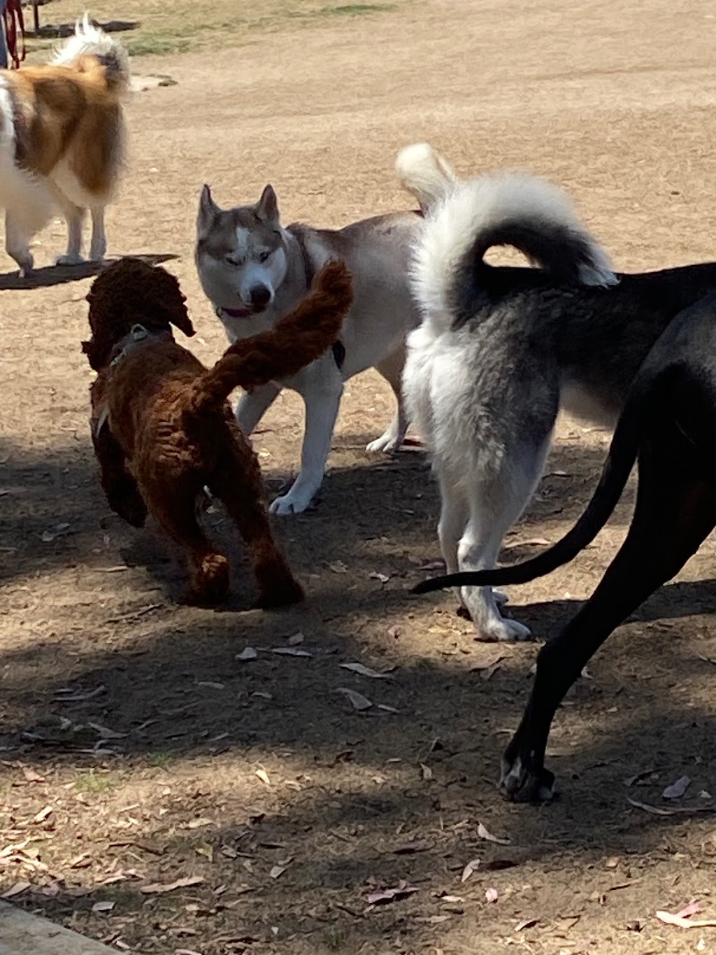 Poinsettia Dog Park | 6600 Hidden Valley Rd, Carlsbad, CA 92011, USA | Phone: (442) 339-2680